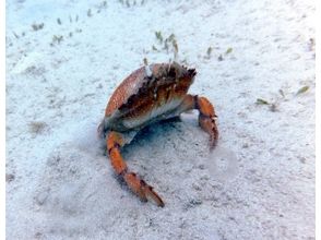 プランの魅力 アサヒガ二登場♪ の画像