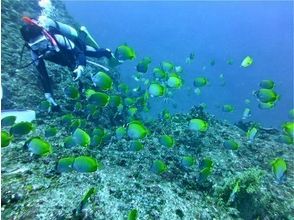 プランの魅力 尽情潜水吧！ の画像