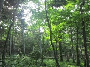 プランの魅力 原生林散策へ の画像