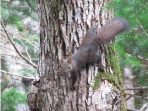 プランの魅力 動物との出会いも の画像