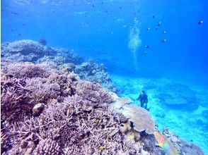 プランの魅力 水納島の見事なサンゴ礁 の画像