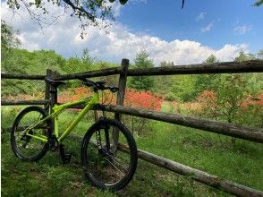 プランの魅力 吉田口登山道レンゲツツジの咲く大石茶屋跡付近（5月中旬頃） の画像