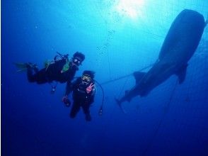 プランの魅力 High cheese with sea creatures ♪ の画像