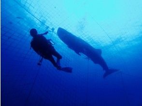 プランの魅力 漂亮的剪影照片也很活潑♪ の画像