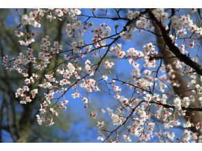 プランの魅力 『富士桜』群生地 の画像