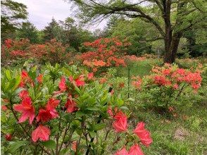 プランの魅力 吉田口登山道 の画像