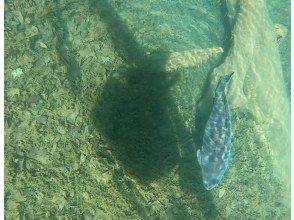 プランの魅力 自然豊かな国立公園支笏湖♪ の画像