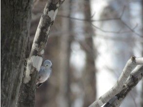 プランの魅力 人気上昇中のシマエナガにも出会えるかも!? の画像