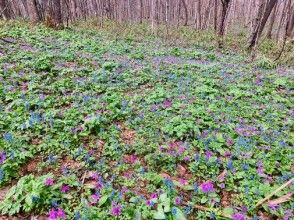 プランの魅力 包括专业指南评论和讲座 の画像