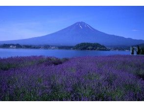 プランの魅力 ラベンダーと富士山 の画像