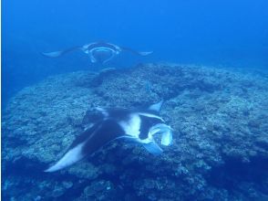プランの魅力 シュノーケルで上から見るマンタは迫力満点！ の画像