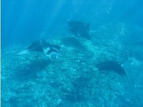 プランの魅力 運がいいと複数枚のマンタに会えます♪ の画像