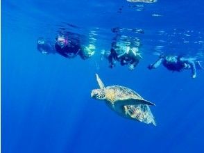 プランの魅力 ウミガメ遭遇率はほぼ１００％です^^ の画像