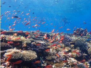 プランの魅力 米原Wリーフではたくさんの熱帯魚に会えます♪ の画像