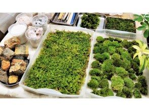 プランの魅力 苔は国内天然で綺麗な苔です の画像