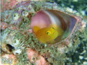 プランの魅力 幼魚がいっぱい の画像