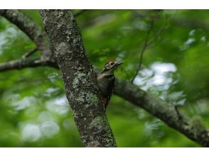 プランの魅力 Great spotted woodpecker の画像