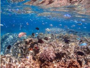 プランの魅力 สัมผัสประสบการณ์ดำน้ำตื้นในทะเลรอบเกาะผี! の画像