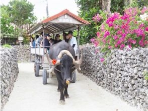 プランの魅力 Taketomi Island sightseeing! の画像