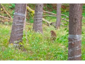 プランの魅力 野生動物との遭遇率はピカイチ! の画像
