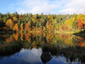 プランの魅力 Daisetsu Kogen Marsh หนึ่งในจุดชมใบไม้เปลี่ยนสีที่ดีที่สุดในฮอกไกโด の画像