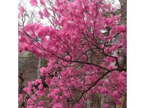 プランの魅力 ツクシアケボノツツジ(春限定) の画像