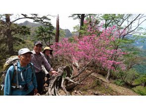 プランの魅力 夏木山1386mアケボノツツジ観賞登山 の画像
