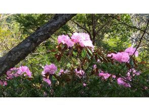 プランの魅力 シャクナゲの群生 の画像