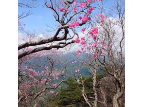プランの魅力 花が見られるのは4月～5月の約1ヶ月 の画像