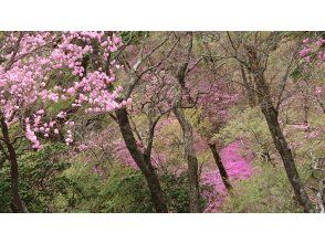 プランの魅力 山頂周辺のアケボノツツジ群落 の画像