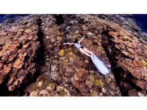プランの魅力 The coral gardens of Yoron Island's most coral reef county are paradise の画像