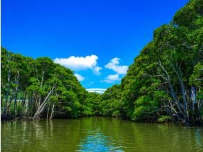 プランの魅力 The only place on Okinawa's main island where you can see four types of mangroves: Okukubi River の画像