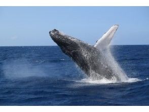プランの魅力 Whale Watching Tours の画像