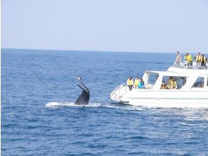 プランの魅力 Whale Watching Tours の画像