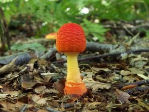 プランの魅力 ヒメベニテングタケ(9月) の画像