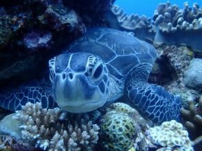 プランの魅力 サンゴの海を満喫♪ の画像