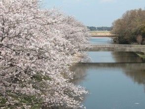 プランの魅力 桜の時期はお早めに！ の画像