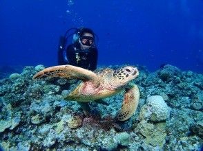 プランの魅力 ウミガメと一緒に泳げる事も！ の画像