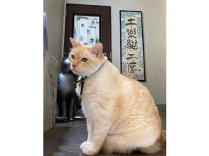プランの魅力 看板猫のクウちゃんもお手伝い の画像