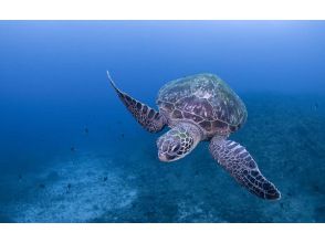 プランの魅力 屋久島といえばウミガメ！ の画像