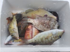 プランの魅力 いろんなお魚を釣ろう の画像