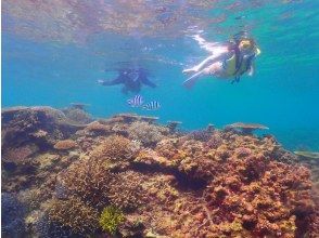 プランの魅力 浅いポイントなので、泳ぎが苦手な方も安心です。 の画像