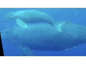 プランの魅力 เป็นเรือลำเดียวในโอกินาว่าที่คุณสามารถมองเห็นปลาวาฬใต้น้ำได้! の画像