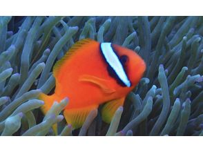 プランの魅力 It's a great deal with underwater viewing where you can see coral and tropical fish! の画像