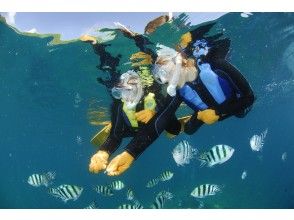 プランの魅力 お魚達に囲まれましょう! の画像