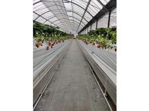 プランの魅力 Freely picking strawberries in a wide aisle の画像