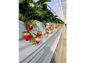 プランの魅力 Freshly picked strawberries are fresh の画像