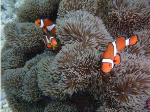 プランの魅力 カクレクマノミ の画像