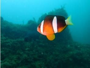 プランの魅力 中島 の画像