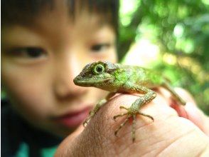 プランの魅力 多彩な植物や生物 の画像